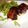 マヨトモ's cooksnap of when they made 豚バラ肉の赤ワインシチュー.