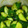 たまねぎ大好き's cooksnap of when they made たたききゅうりの中華和え.
