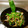 嬉野ダイバー's cooksnap of when they made メガししとうのチンジャオロース風.