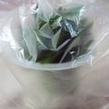 山葵ふりかけ's cooksnap of when they made 大葉の保存方.