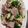 ルナＰボール's cooksnap of when they made 牛肉とセロリの炒め物.