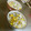 オレンジアームズ's cooksnap of when they made 絶対美味しい！とうもろこしご飯.