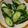 ぶ〜ちゃん。's cooksnap of when they made ビニール袋で簡単☆きゅうりの塩麹漬け.