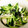 こめ助's cooksnap of when they made 蒸し鶏とキュウリの梅和え.