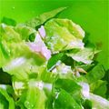 あさここなっつ's cooksnap of when they made ハムとサラダ菜のチーズマヨネーズサラダ.