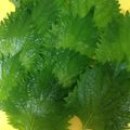 ゆう☆みさ's cooksnap of when they made 簡単♪大葉の保存.