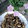りりり♪'s cooksnap of when they made もやしとひじきのめんつゆマ酢タード炒め♪.