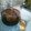 クロックストライク's cooksnap of when they made 梅ジュース(冷凍した梅使用).