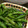 Chiezozo's cooksnap of when they made モテる！いんげんのごま和え.
