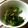 ブウチャン's cooksnap of when they made ★春菊とツナwithシャンパン★.
