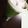 yuuna417's cooksnap of when they made No.1:グリーンスムージー.
