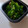 NEKOほっぺ's cooksnap of when they made ネギだく納豆ごはん☆.