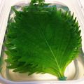 TOH。's cooksnap of when they made 簡単♪大葉の保存.