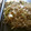 ルロワ・モワ's cooksnap of when they made タイ風塩焼きそば.
