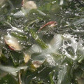 れおんトーマス's cooksnap of when they made あさりの酒蒸しwithワカメ.