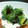 shine100's cooksnap of when they made 定番！わかめときゅうりの酢の物.