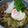 まほじょ's cooksnap of when they made たっぷりキノコで豚丼♪.