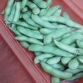 rs3080's cooksnap of when they made ルクエで簡単☆枝豆の茹で方.