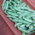 rs3080's cooksnap of when they made ルクエで簡単☆枝豆の茹で方.