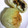 どんころ's cooksnap of when they made ★簡単で美味しい！納豆チーズのおやき♪.
