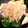 まりんこりんご's cooksnap of when they made たっぷり野菜の南蛮漬け☆.