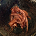 xMARILYNx's cooksnap of when they made イカの☆超☆簡単煮付け.
