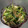 まあ☆dojob's cooksnap of when they made くらげときゅうりの中華風あえもの.