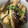ともち0510's cooksnap of when they made 簡単☆なすの煮浸し　ミョウガとしそ風味.