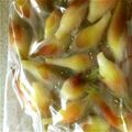メイとさつき's cooksnap of when they made みょうがの甘酢漬け！箸休めにもピッタリ！.