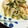 imatizuki's cooksnap of when they made ゴーヤと蒸し鶏のサラダ.