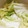 ネギ母さん's cooksnap of when they made 失敗しない白菜の漬物.