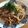 たべたいち's cooksnap of when they made イカの塩辛入り焼きうどん.