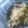 ☆しいたんママ☆'s cooksnap of when they made キャベツと豚肉の香味炒め.