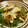 nyanconya's cooksnap of when they made 小葱と茗荷とささ身の塩サラダ.