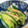 maruru-nn's cooksnap of when they made 新生姜漬けときゅうりの和え物.