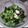 柴まゆ's cooksnap of when they made ★きゅうりとわかめの酢の物★.