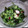 柴まゆ's cooksnap of when they made ★きゅうりとわかめの酢の物★.