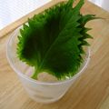 nekoland's cooksnap of when they made 大葉の保存方.