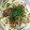 ☆おじゃるまる's cooksnap of when they made 長芋と胡瓜の梅和え.