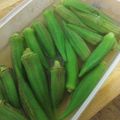asyuasyu's cooksnap of when they made オクラの保存に万能オクラ　二種.