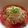 めかまはぉ's cooksnap of when they made トマトと塩レモンでそうめん.