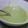 みつばちちゃげ's cooksnap of when they made クリスマススープ？（ほうれん草と里芋）.