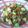 animo365's cooksnap of when they made ゴーヤーと山菜・アボカドの冷やし蕎麦.