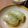n_nacho's cooksnap of when they made 鶏むねロールキャベツ☆.