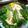 maruru-nn's cooksnap of when they made エディブルフラワーとクリスマスツリー♪.