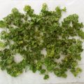 チョコチョコかえる's cooksnap of when they made 保存食「パラパラ乾燥パセリ」.