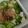 ぶーたーこー's cooksnap of when they made 簡単～山芋ネバシャキサラダ.