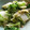 Japanisch's cooksnap of when they made 簡単！白菜の胡麻和え♪.