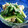 kobico's cooksnap of when they made ささみと梅ときゅうりとシソのみぞれあえ.