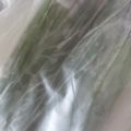 海老ふりゃ〜's cooksnap of when they made にらの保存.